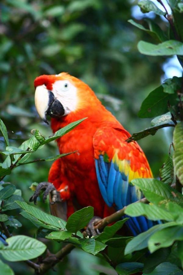 Jacamar Lodge Expeditions อีกีโตส ภายนอก รูปภาพ