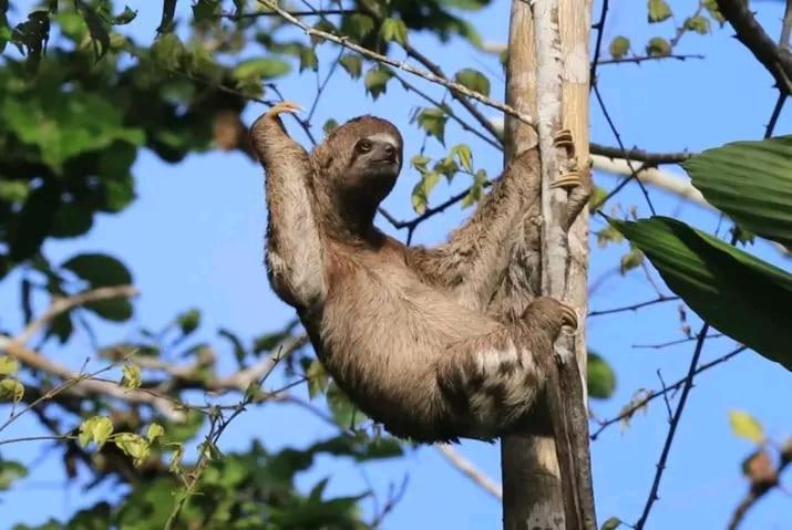 Jacamar Lodge Expeditions อีกีโตส ภายนอก รูปภาพ